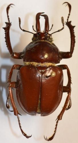 Chiasognathus impubis